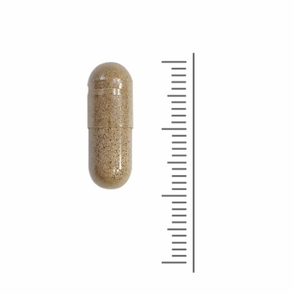Losse Ginkgo biloba-capsule